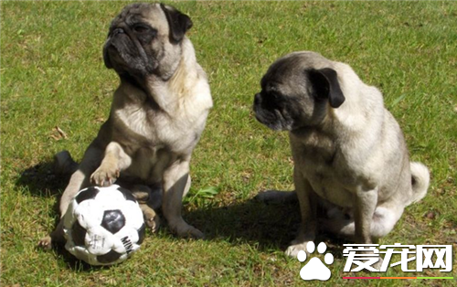 巴哥犬和八哥犬區別 是一樣的類型的狗狗