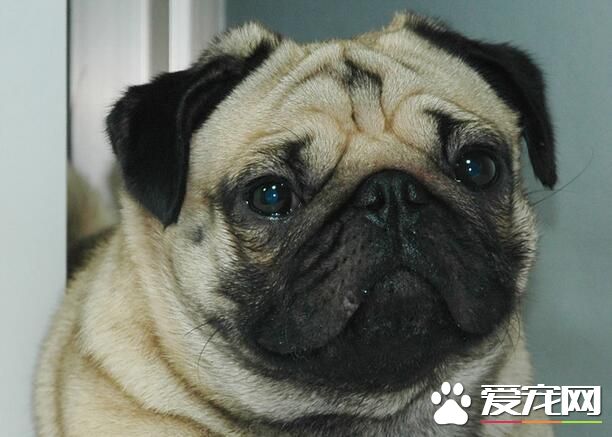 巴哥犬和八哥犬區別 是一樣的類型的狗狗