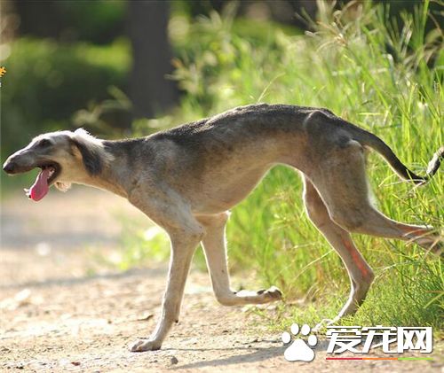 細犬和靈缇哪個貴 靈缇的價格比細犬貴