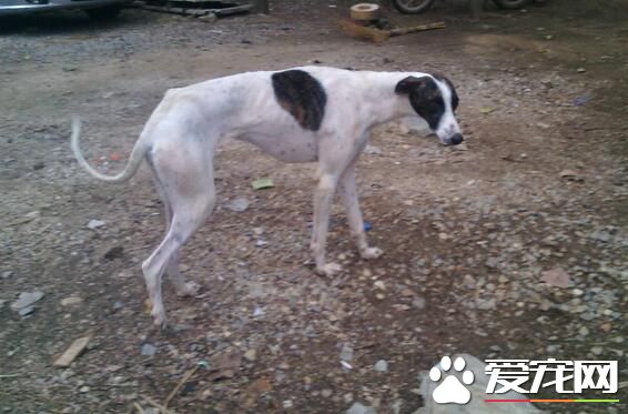 細犬和靈缇哪個貴 靈缇的價格比細犬貴