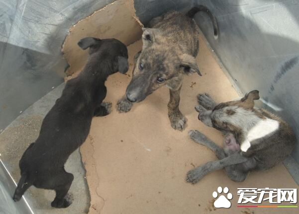 細犬和靈缇哪個貴 靈缇的價格比細犬貴