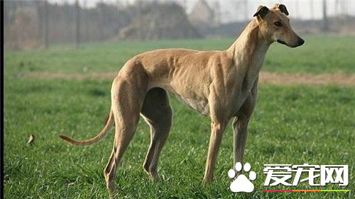 意大利靈缇又叫什麼 意大利靈缇犬又叫格力犬