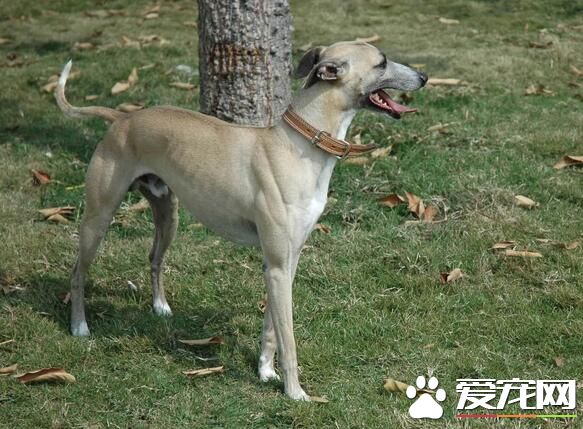 意大利靈缇有什麼血統 意大利靈缇與靈缇
