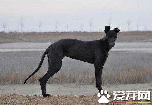 意大利靈缇又叫什麼 意大利靈缇犬又叫格力犬