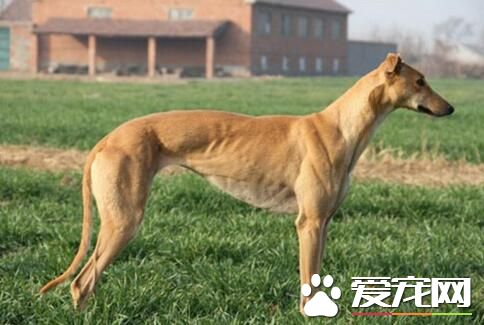 意大利靈缇又叫什麼 意大利靈缇犬又叫格力犬