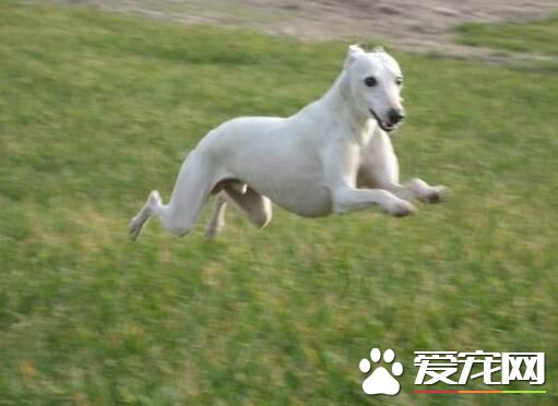 意大利靈缇犬膽子大嗎 狗狗膽量的性格基礎