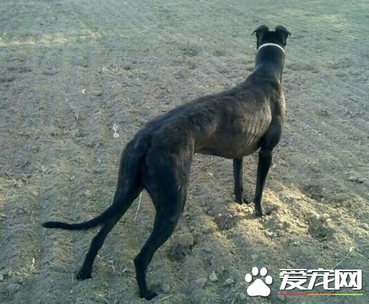 意大利靈缇犬膽子大嗎 狗狗膽量的性格基礎