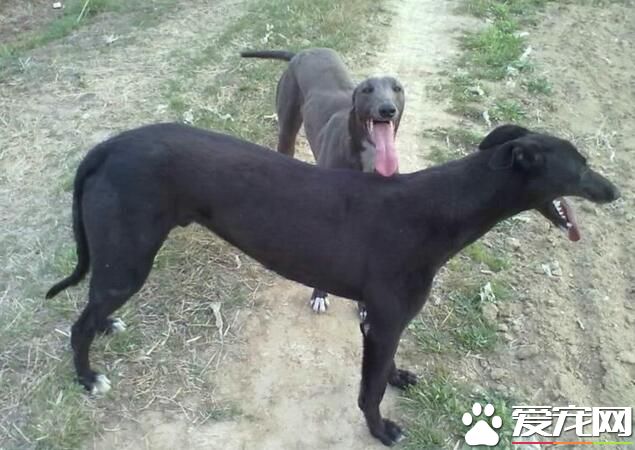 意大利靈缇犬吃什麼 不論吃什麼營養最重要