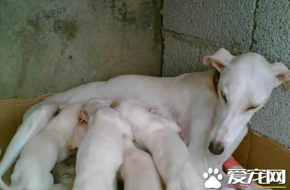 白色靈缇犬貴嗎 根據血統來決定靈缇犬價格