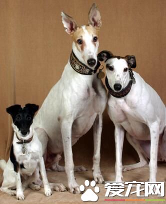 白色靈缇犬貴嗎 根據血統來決定靈缇犬價格