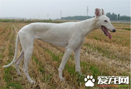 白色靈缇犬貴嗎 根據血統來決定靈缇犬價格