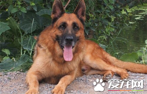 比利時牧羊犬性格 性格非常的獨特堅強傲氣