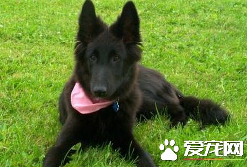 比利時牧羊犬性格 性格非常的獨特堅強傲氣