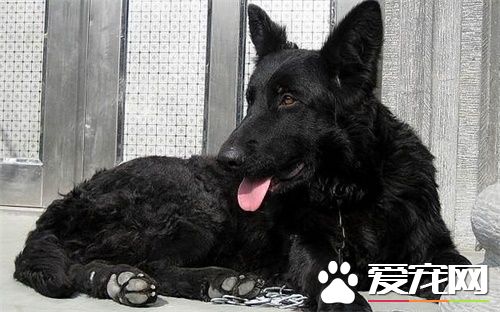 比利時牧羊犬性格 性格非常的獨特堅強傲氣