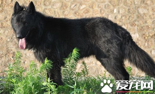 比利時牧羊犬凶猛嗎 警戒心強聰穎機警
