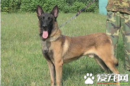 比利時牧羊犬凶猛嗎 警戒心強聰穎機警