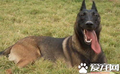 比利時牧羊犬凶猛嗎 警戒心強聰穎機警