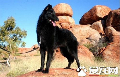 比利時牧羊犬有幾種 一共有四個品種的種類