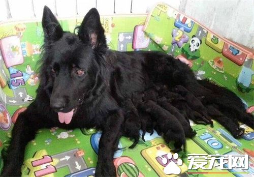比利時牧羊犬怎麼辨別 比利時牧羊犬外觀辨別