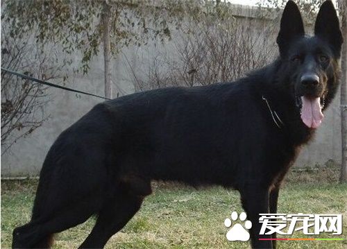 比利時牧羊犬怎麼辨別 比利時牧羊犬外觀辨別
