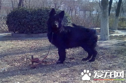 比利時牧羊犬有幾種 一共有四個品種的種類