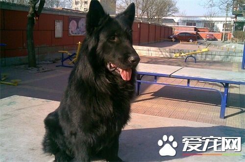比利時牧羊犬怎麼辨別 比利時牧羊犬外觀辨別