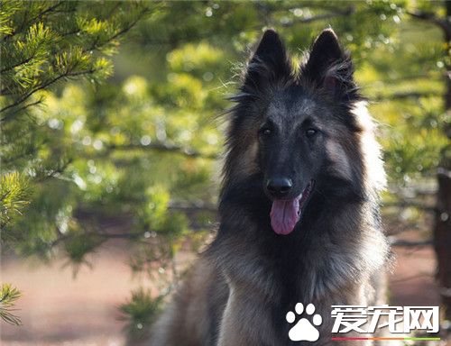 比利時牧羊犬聽話嗎 對主人熱愛友善