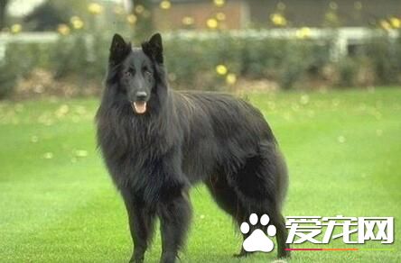 比利時牧羊犬聽話嗎 對主人熱愛友善