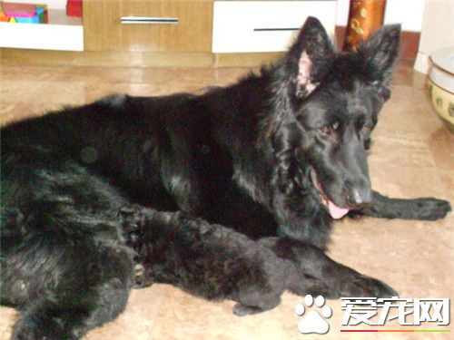 比利時牧羊犬特征 比利時牧羊犬習性
