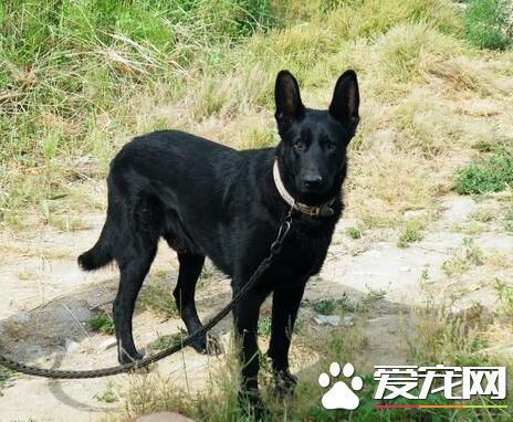比利時牧羊犬特征 比利時牧羊犬習性