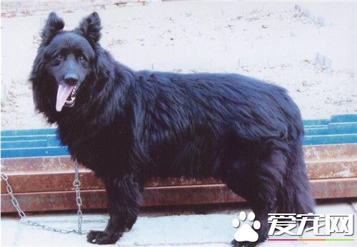 比利時牧羊犬特點 比利時牧羊犬性格特點
