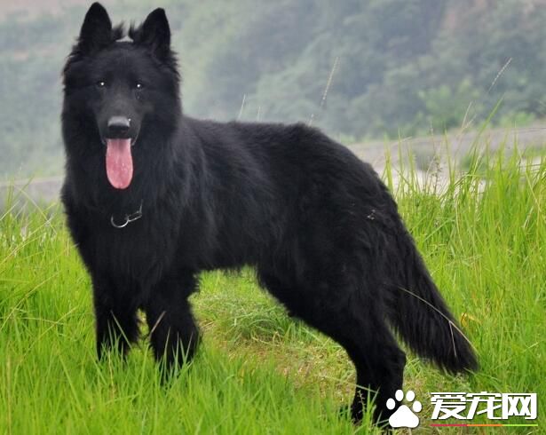 比利時牧羊犬特點 比利時牧羊犬性格特點