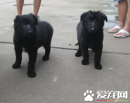 比利時牧羊犬特點 比利時牧羊犬性格特點