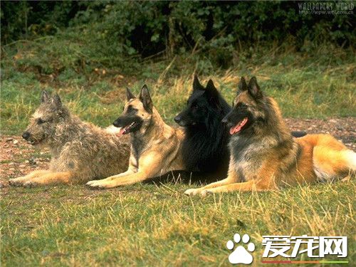 比利時牧羊犬壽命 壽命范圍在10歲左右