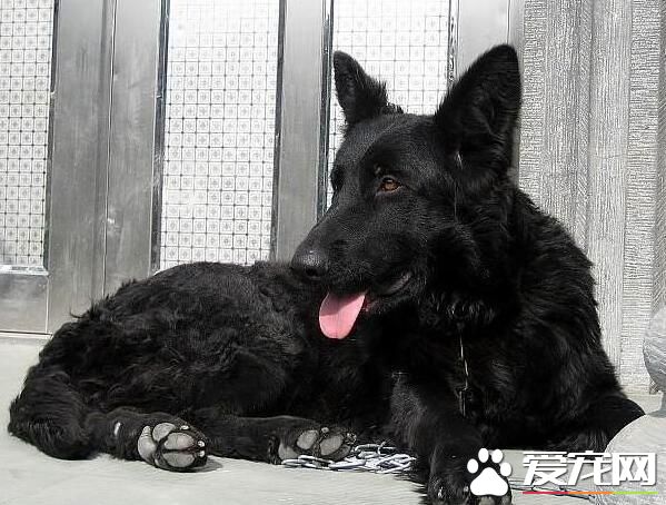 比利時牧羊犬壽命 壽命范圍在10歲左右