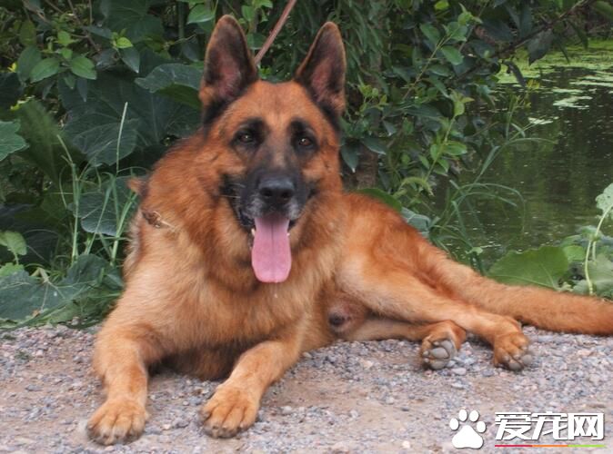 比利時牧羊犬是馬犬嗎 馬犬也是比利時牧羊犬