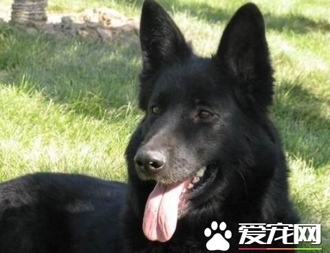 比利時牧羊犬壽命 壽命范圍在10歲左右