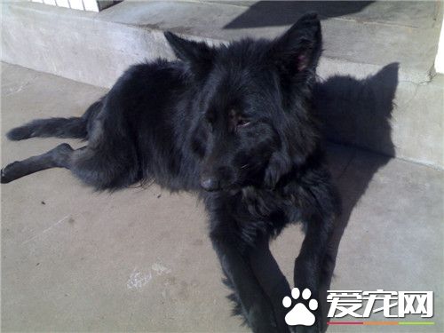 比利時牧羊犬是馬犬嗎 馬犬也是比利時牧羊犬