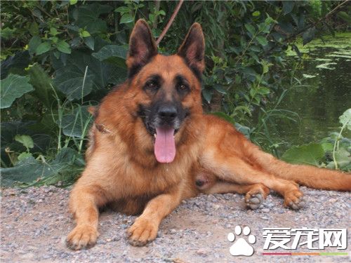 比利時牧羊犬是否溫順 比利時牧羊犬警戒心強