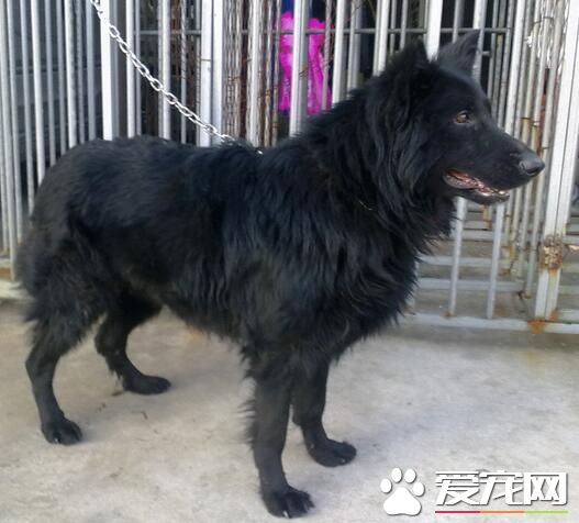 比利時牧羊犬是否溫順 比利時牧羊犬警戒心強