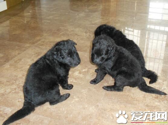 比利時牧羊犬是否溫順 比利時牧羊犬警戒心強