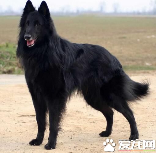 比利時牧羊犬配種 有四種不同的類型