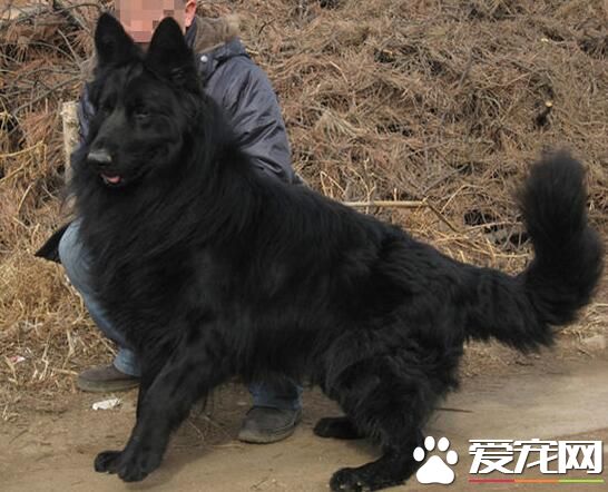 比利時牧羊犬配種 有四種不同的類型
