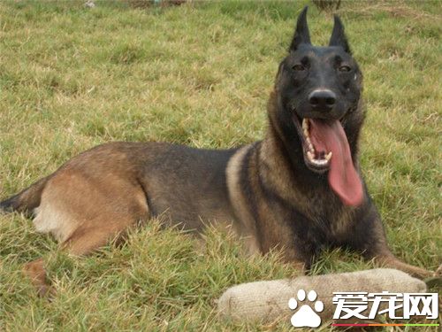 比利時牧羊犬怎麼樣 比利時牧羊犬聰明勇敢