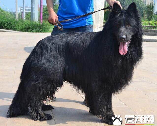 比利時牧羊犬怎麼樣 比利時牧羊犬聰明勇敢