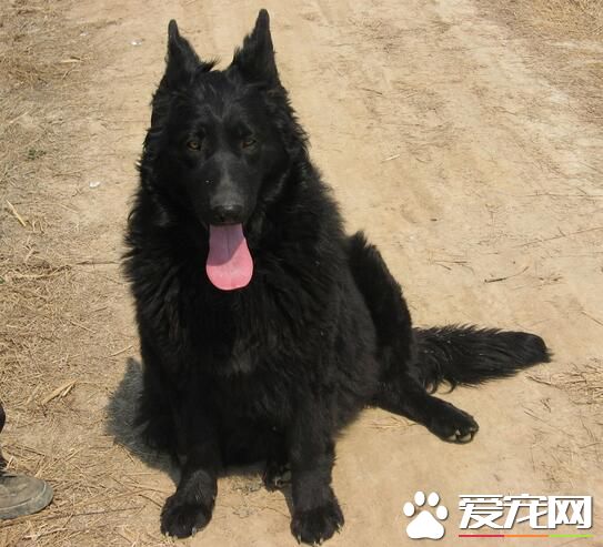 比利時牧羊犬怎麼樣 比利時牧羊犬聰明勇敢