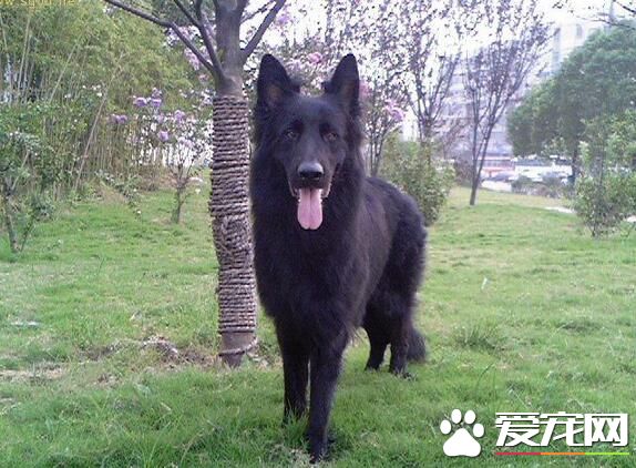 比利時牧羊犬的戰斗力 戰斗力比較強的狗