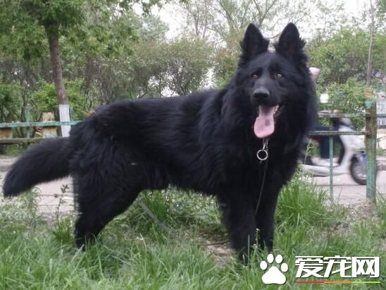 比利時牧羊犬的戰斗力 戰斗力比較強的狗