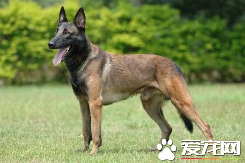 比利時牧羊犬的戰斗力 戰斗力比較強的狗