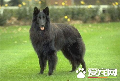 比利時牧羊犬的舌頭 舌頭經常是吐出來的